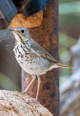Hermit Thrush