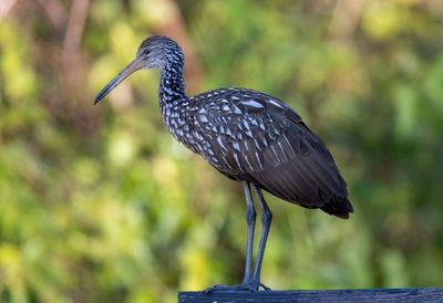 Limpkin