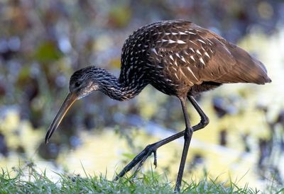 Limpkin