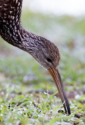 Limpkin