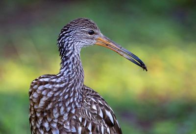 Limpkin