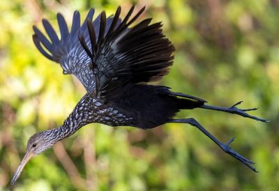 Limpkin