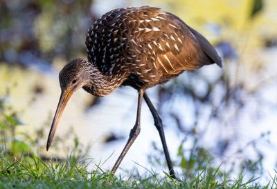 Limpkin