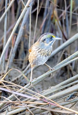 Seaside Sparrow