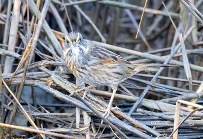 Seaside Sparrow