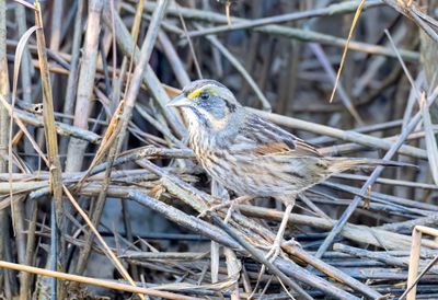 Seaside Sparrow