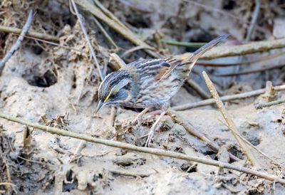 Seaside Sparrow
