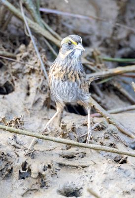 Seaside Sparrow