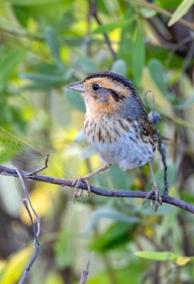 Nelson's Sparrow