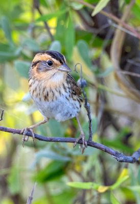 Nelson's Sparrow