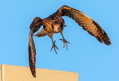 Yellow Headed Caracara