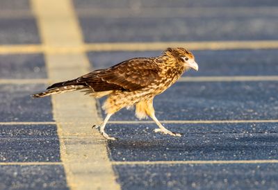 Yellow Headed Caracara