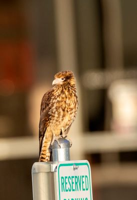 Yellow Headed Caracara