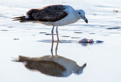 Kelp Gull