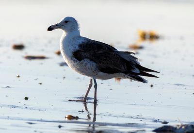 Kelp Gull