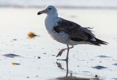 Kelp Gull