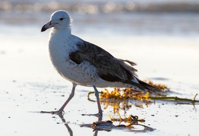 Kelp Gull