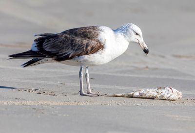 Kelp Gull