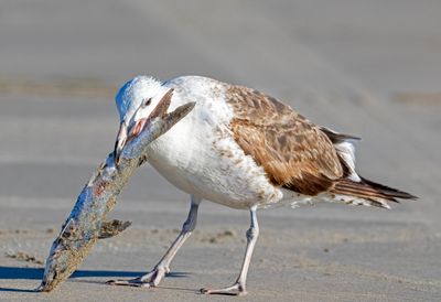 Kelp Gull