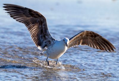 Kelp Gull