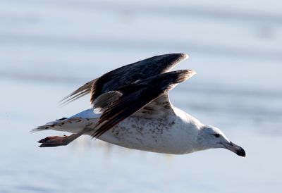 Kelp Gull