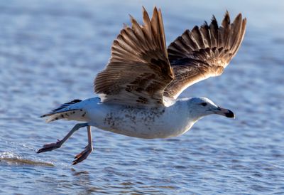 Kelp Gull