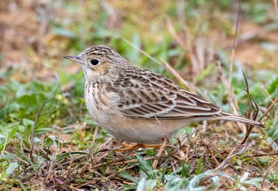 Sprague's Pipit