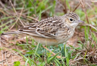 Sprague's Pipit