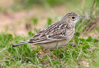 Sprague's Pipit
