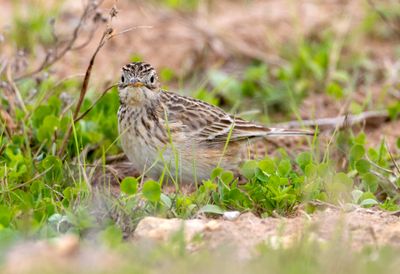 Sprague's Pipit