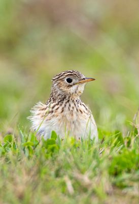 Sprague's Pipit
