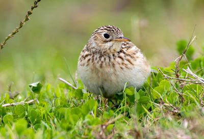 Sprague's Pipit