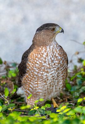 Coopers Hawk
