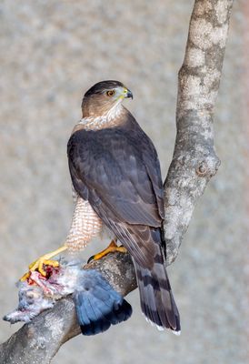 Coopers Hawk