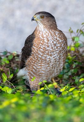 Coopers Hawk