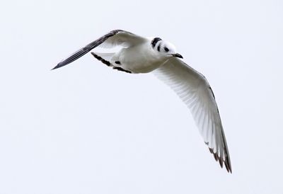 Black-legged Kittiwake