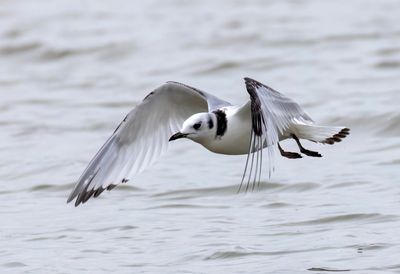Black-legged Kittiwake