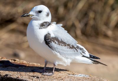 Black-legged Kittiwake