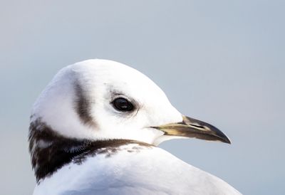 Black-legged Kittiwake
