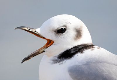 Black-legged Kittiwake