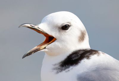 Gulls and Terns