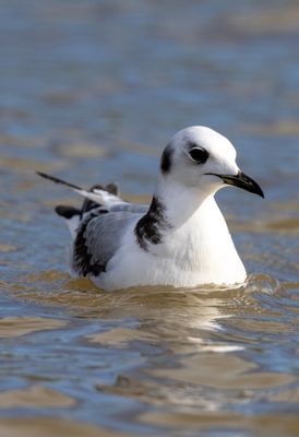 Black-legged Kittiwake