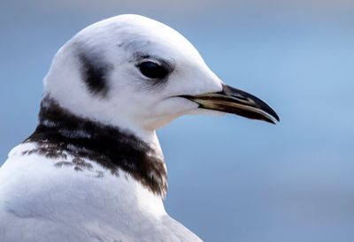 Black-legged Kittiwake