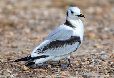 Black-legged Kittiwake