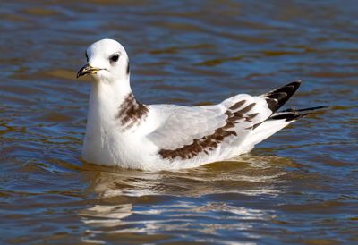 Black-legged Kittiwake