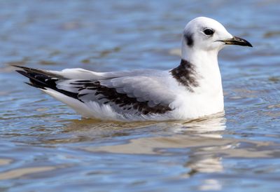 Black-legged Kittiwake