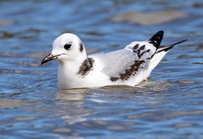 Black-legged Kittiwake