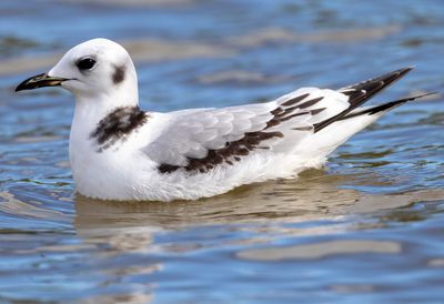 Black-legged Kittiwake