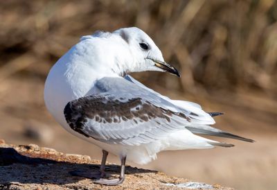 Black-legged Kittiwake