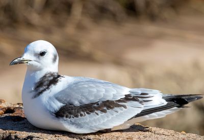 Black-legged Kittiwake